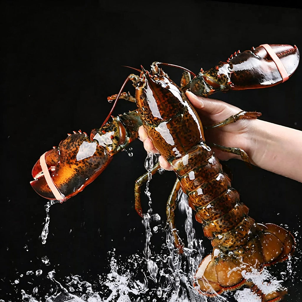 Live Boston Lobster