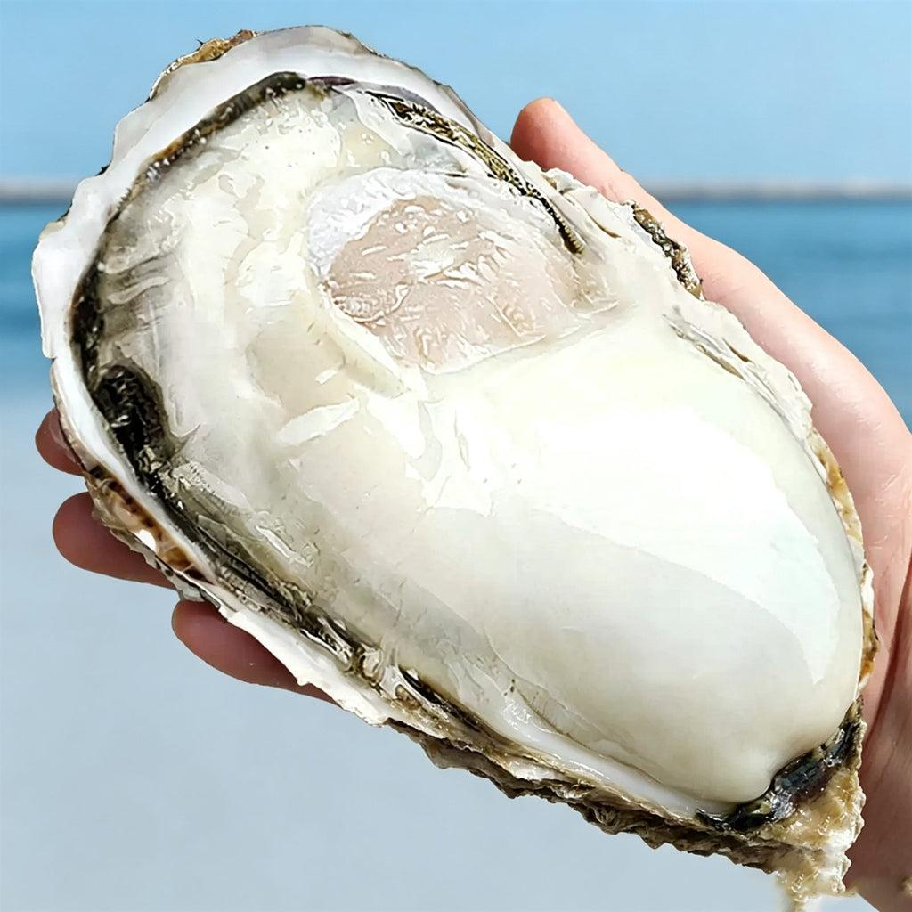 Frozen Shucked Oyster Meat