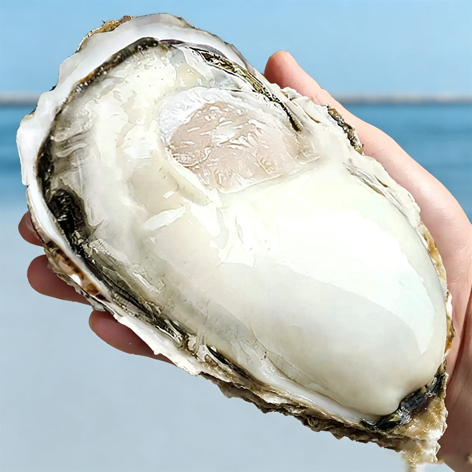 Frozen Shucked Oyster Meat