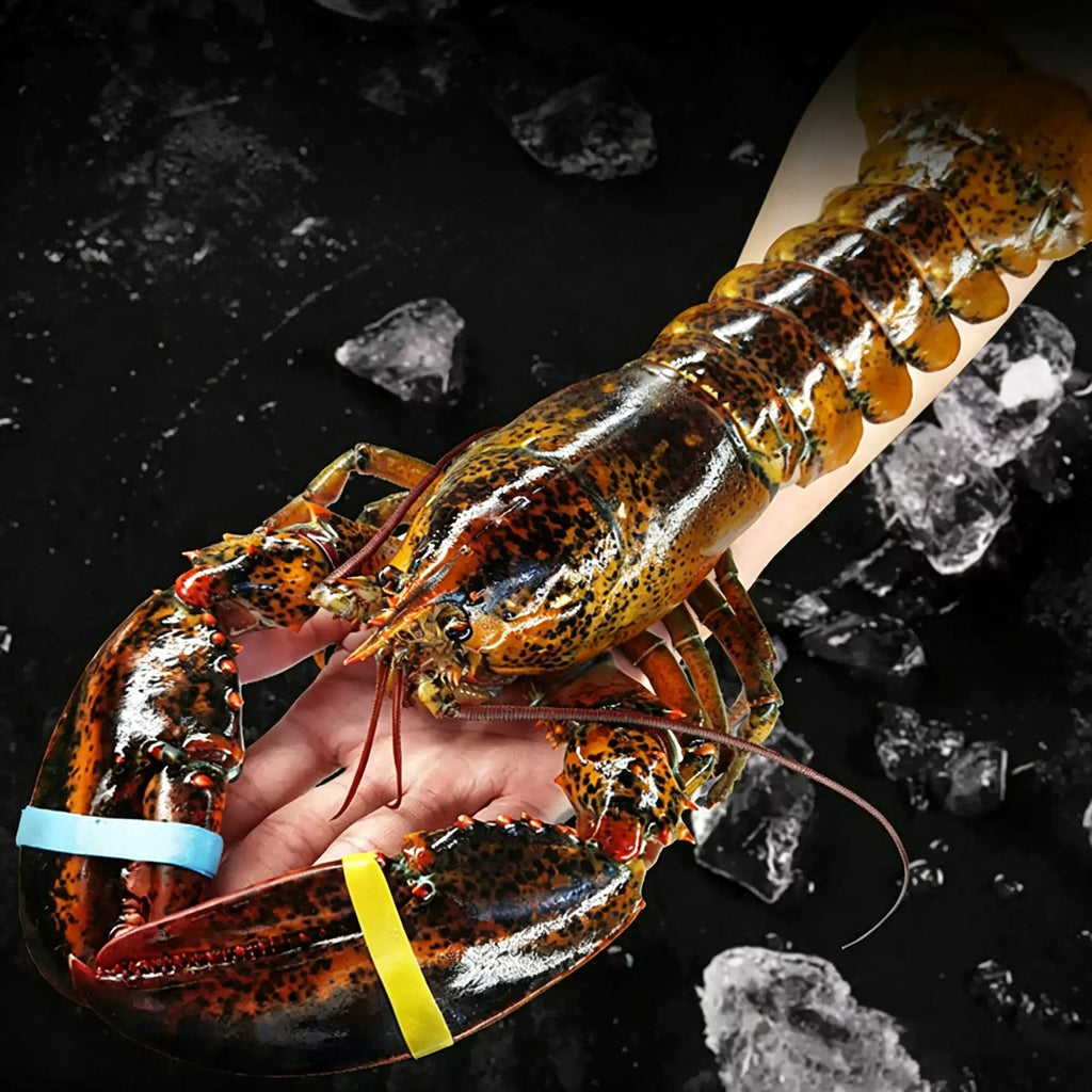 Live Boston Lobster